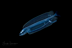 Dragonfish Larva - Stomiidae Family - Bathophilus sp.