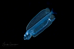 Dragonfish Larva - Stomiidae Family - Bathophilus sp.
