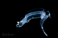 Dragonfish - Stomiidae Family - Photostomias sp.