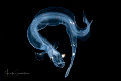 Dragonfish - Stomiidae Family - Photostomias sp.