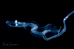 Dragonfish Larva - Stomiidae Family - Eustomias sp.