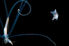 Driftfish - Ariommatidae Family - Ariomma regulus - With a Pelagic Larval Stage of a Tube Anemone - Ceriantharia