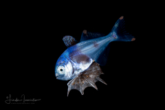 Driftfish - Man-of-War Fish - Bluebottle Fish - Nomeidae Family - Nomeus gronovii