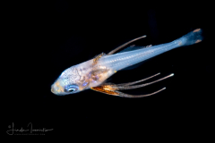 Driftfish - Man-of-War Fish - Nomeidae Family - Nomeus gronovii ?