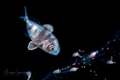 Driftfish - Ariommatidae Family - Ariomma sp. - on Siphonophore tentacles