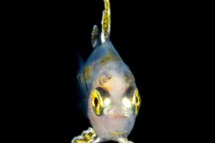 Driftfish - Nomeidae Family - Psenes sp.