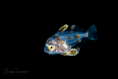 Driftfish - Nomeidae Family - Psenes sp.
