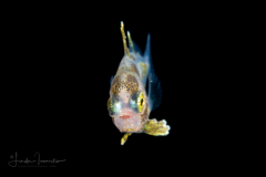 Driftfish - Nomeidae Family - Psenes sp.