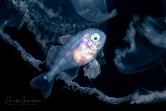Driftfish - Silver - Nomeidae Family -  Psenes maculatus