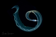 Eel Larva - Leptocephalus  Stage