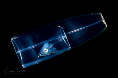 Eel Larva - Leptocephalus Stage