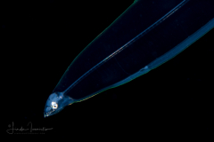 Eel Larva - Leptocephalus  Stage