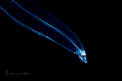 Eel Larva - Leptocephalus Stage