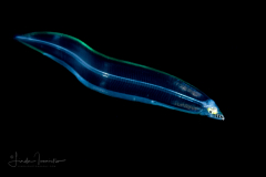 Eel Larva - Leptocephalus Stage