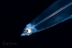 Eel Larva - Leptocephalus  Stage