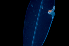 Ridged Eel Larva - Leptocephalus Stage -Moringuidae Family - Neoconger mucronatus
