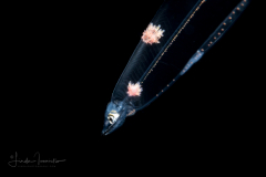 Eel Larva - Leptocephalus  Stage - With Parasites