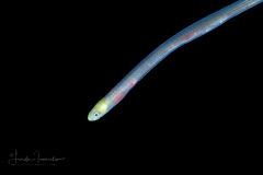 Eel - Snake Eel - Ophichthidae Family
