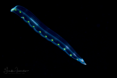Eel - Snake Eel - Ophichthidae Family