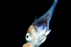 Fanfish - Atlantic - Bramidae Family - Pterycombus brama - With a Zoanthella Coral Larva - Zoantharia Order - Semper's Larva