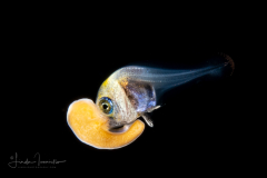 Fanfish - Atlantic - Bramidae Family - Pterycombus brama - With a Zoanthella Coral Larva - Zoantharia Order - Semper's Larva - Palythoa species