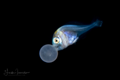 Fanfish - Atlantic - Bramidae Family - Pterycombus brama - with a Banded Tube Dwelling Anemone Larva - Ceriantharia - Arachnactidae Family - tentatively Isarachnanthus maderensis