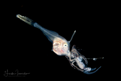 Filefish - Dotterel - Monacanthidae Family - Aluterus heudelotii - With a Pelagic Nudibranch - Nudibranchia - Phylliroe bucephala