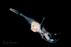 Filefish - Unicorn - Monacanthidae Family - Probably Aluterus monoceros - With a Pelagic Nudibranch - Nudibranchia - Phylliroe lichtensteinii