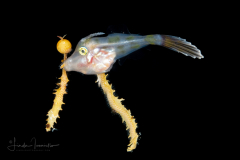 Filefish - Dotterel - Monacanthidae Family - Aluterus heudelotii - With a piece of Sargassum
