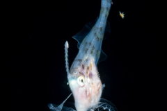 Filefish - Dotterel - Monacanthidae Family - Aluterus heudelotii - With a piece of a jellyfish