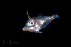 Filefish Larva - Monacanthidae Family