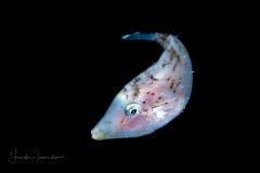 Filefish - Monacanthidae Family