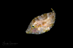 Filefish - Planehead - Monacanthidae Family - Stephanolepis hispida