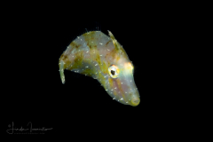 Filefish - Planehead - Monacanthidae Family - Stephanolepis hispidus