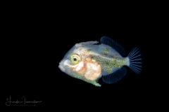 Filefish - Planehead - Monacanthidae Family - Stephanolepis hispida