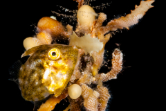 Filefish - Planehead - Monacanthidae Family - Stephanolepis hispida