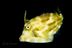 Filefish -  Orangespotted - Monacanthidae Family - Cantherhines pullus