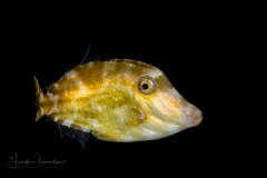 Filefish - Probably Orangespotted - Monacanthidae Family - Cantherhines pullus