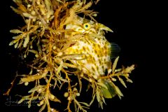 Filefish - Pygmy - Monacanthidae - Stephanolepis setifer - in Sargassum