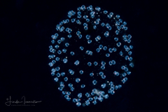 Fish Eggs - Unknown Species
