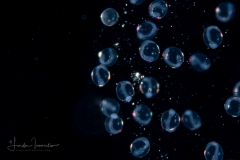 Fish Eggs - Unknown Species