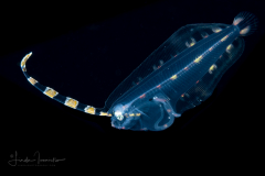 Flounder Larva -  Deepwater - Bothidae Family - Monolene sessilicauda