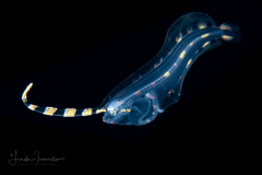 Flounder Larva -  Deepwater - Bothidae Family - Monolene sessilicauda