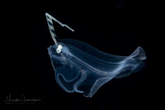 Flounder Larva -  Deepwater - Bothidae Family - Monolene sessilicauda