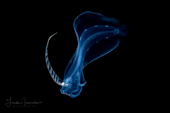 Flounder Larva - Deepwater - Bothidae Family - Monolene sessilicauda
