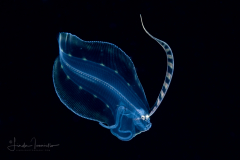 Flounder Larva - Deepwater - Bothidae Family - Monolene sessilicauda