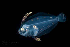 Flounder Larva - Dusky  -  Paralichthyidae Family - Syacium papillosum