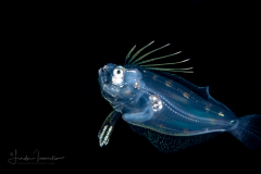 Flounder Larva - Dusky  -  Paralichthyidae Family - Syacium papillosum
