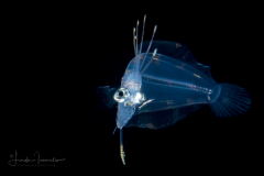 Flounder Larva - Dusky  -  Paralichthyidae Family - Syacium papillosum