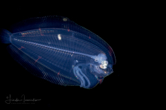 Flounder Larva - Eyed - Bothidae Family - Bothus ocellatus